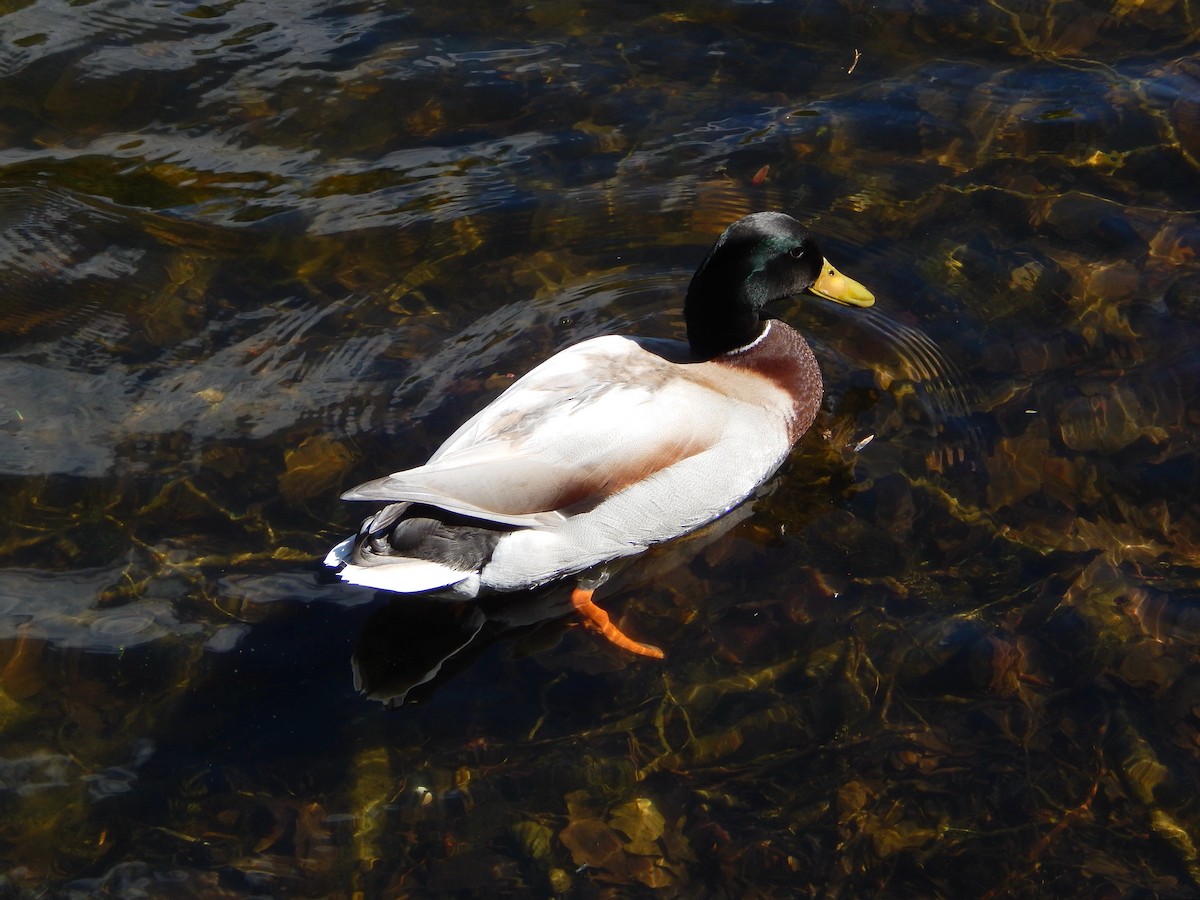 Mallard - ML634516372