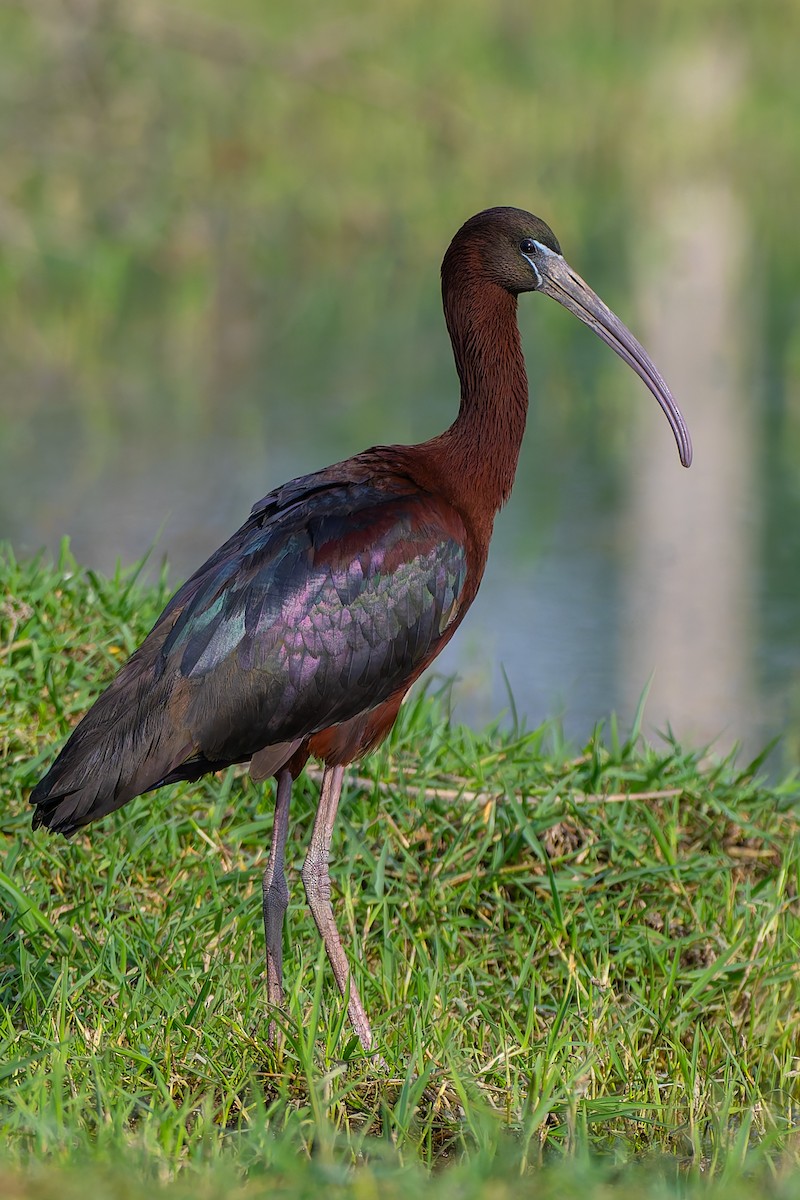 Гялаан билүүс - ML634516383