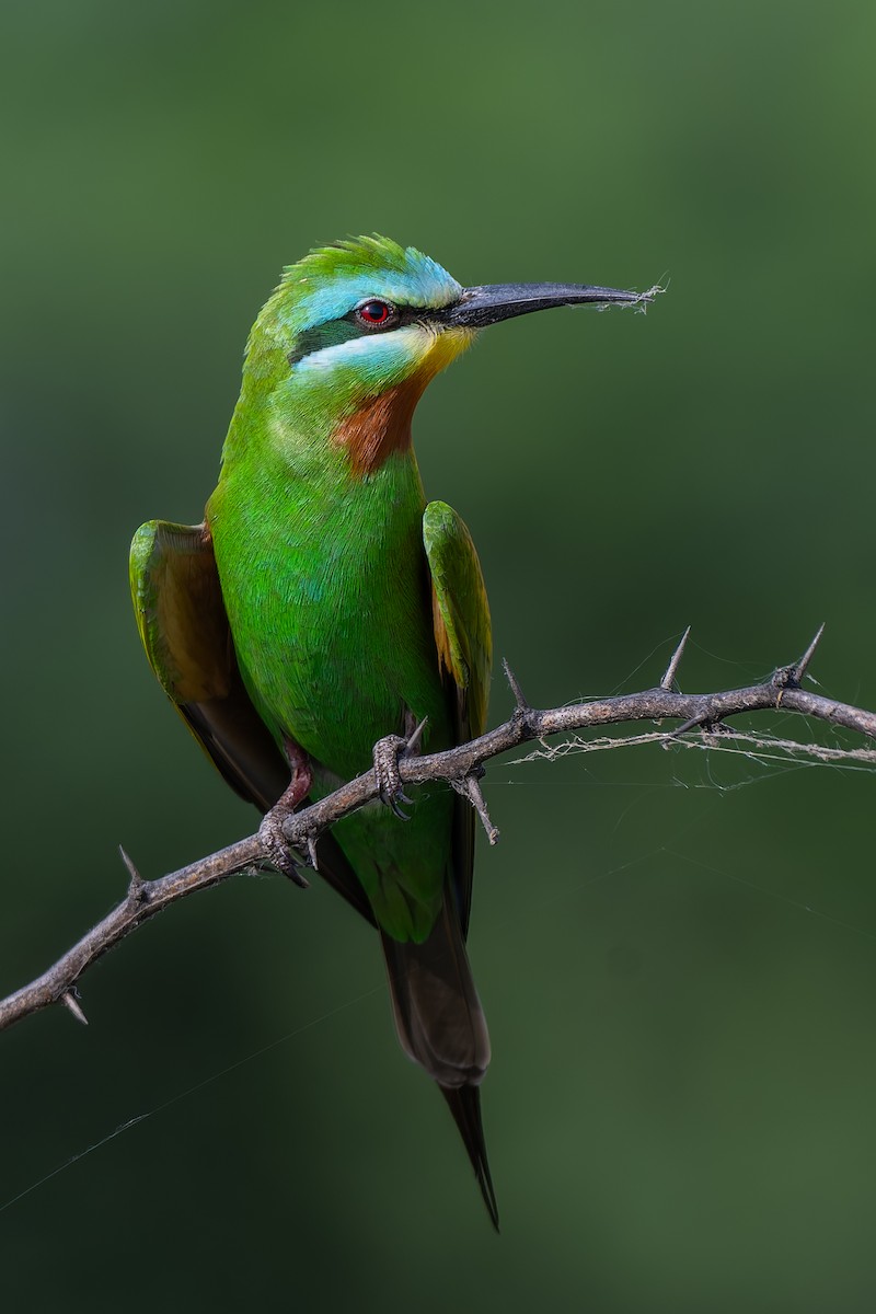 Цэнхэр шанаат зөгийч - ML634516385