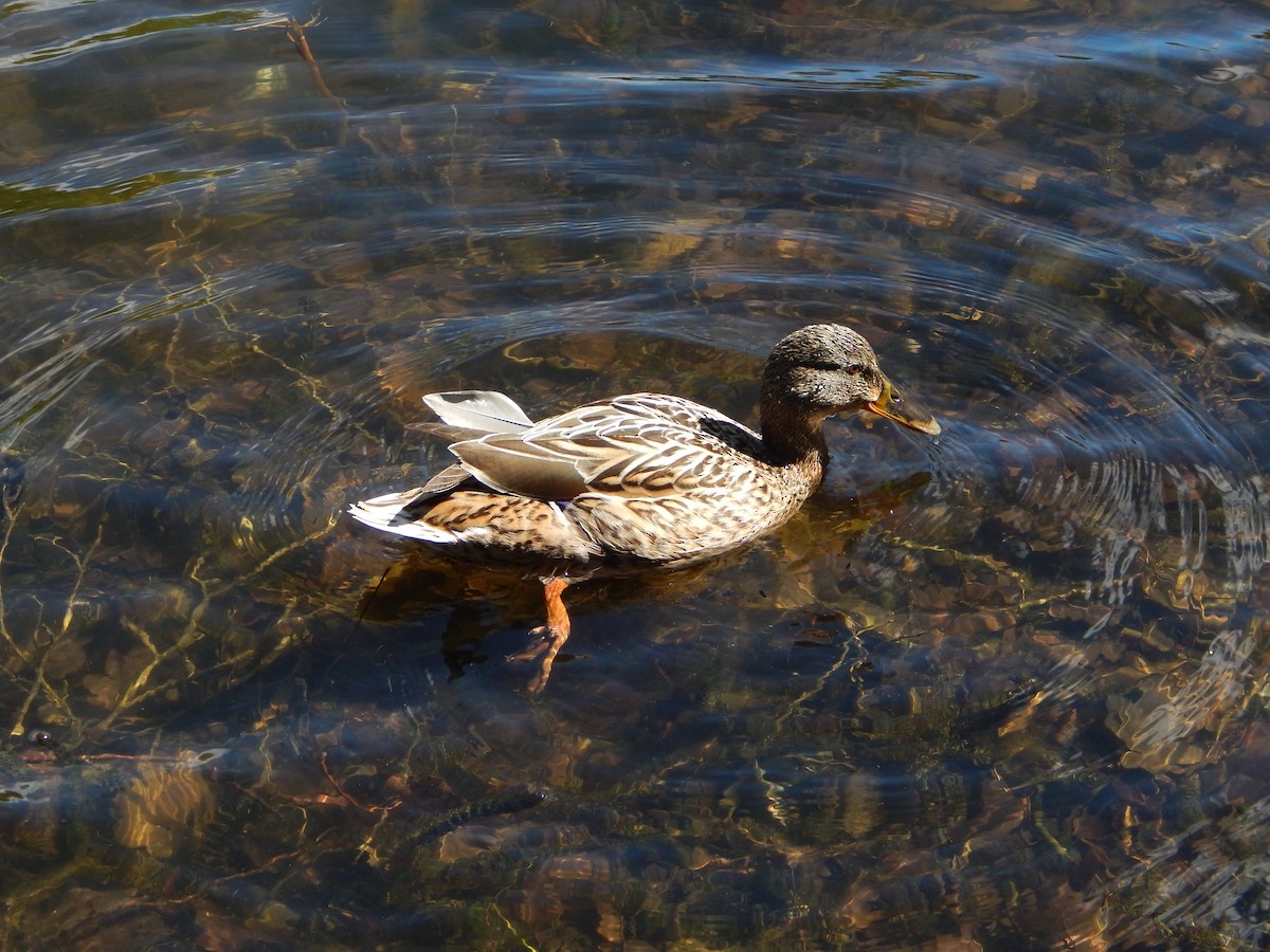 Mallard - ML634516397