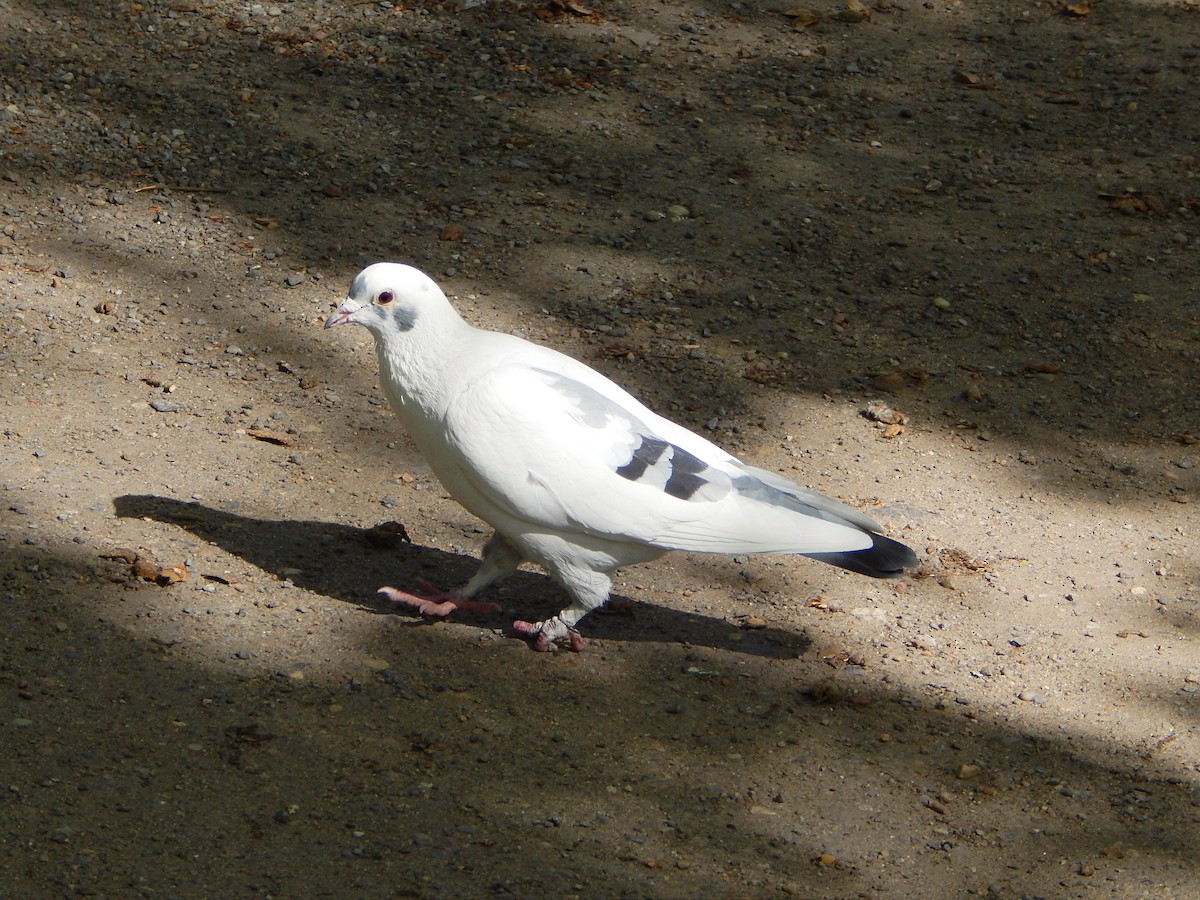 Rock Pigeon (Feral Pigeon) - ML634516400