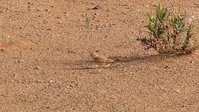 Arabian Lark - ML634516402