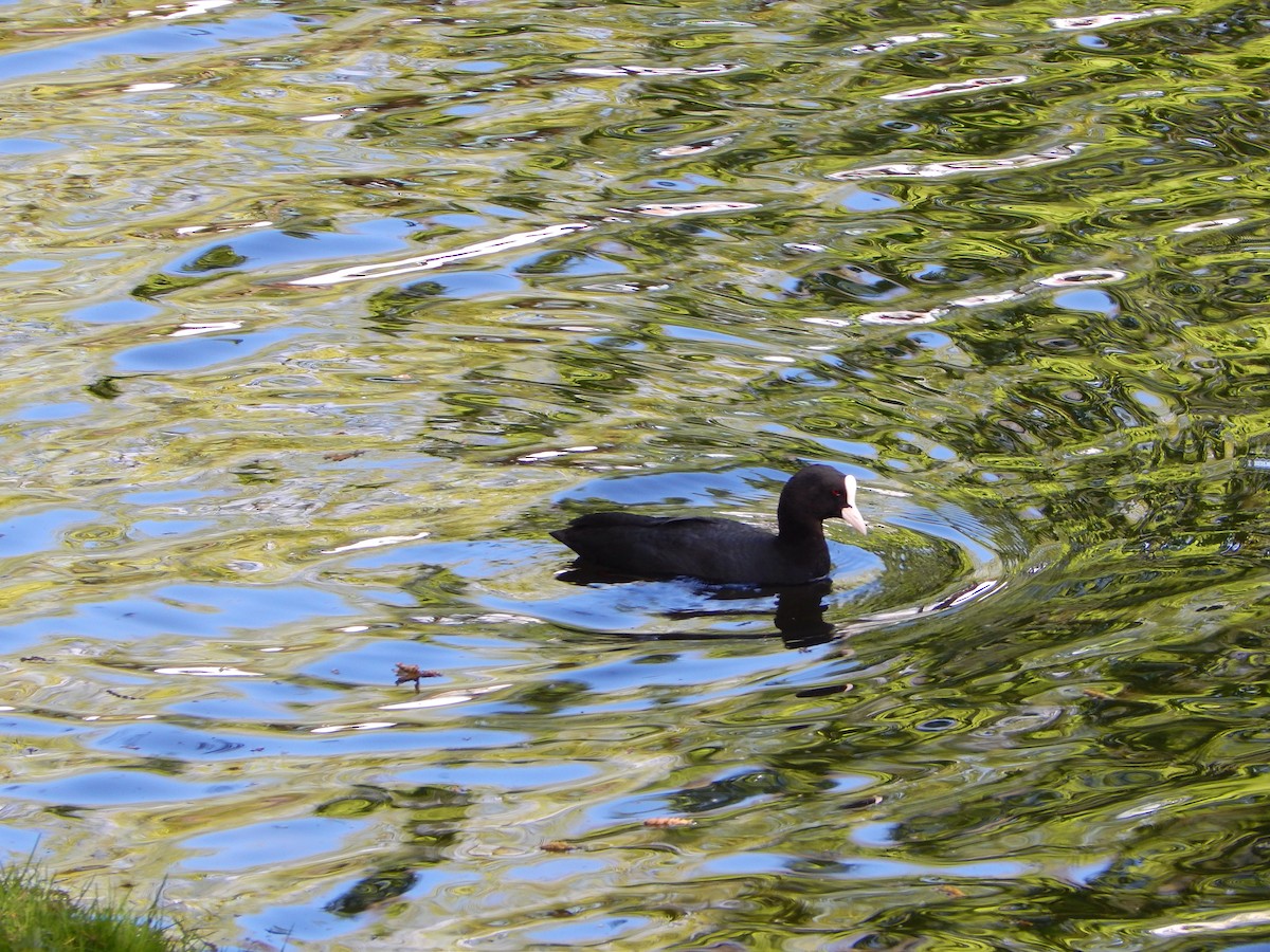 Eurasian Coot - ML634516403
