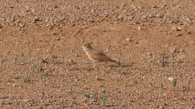 Arabian Lark - ML634516404