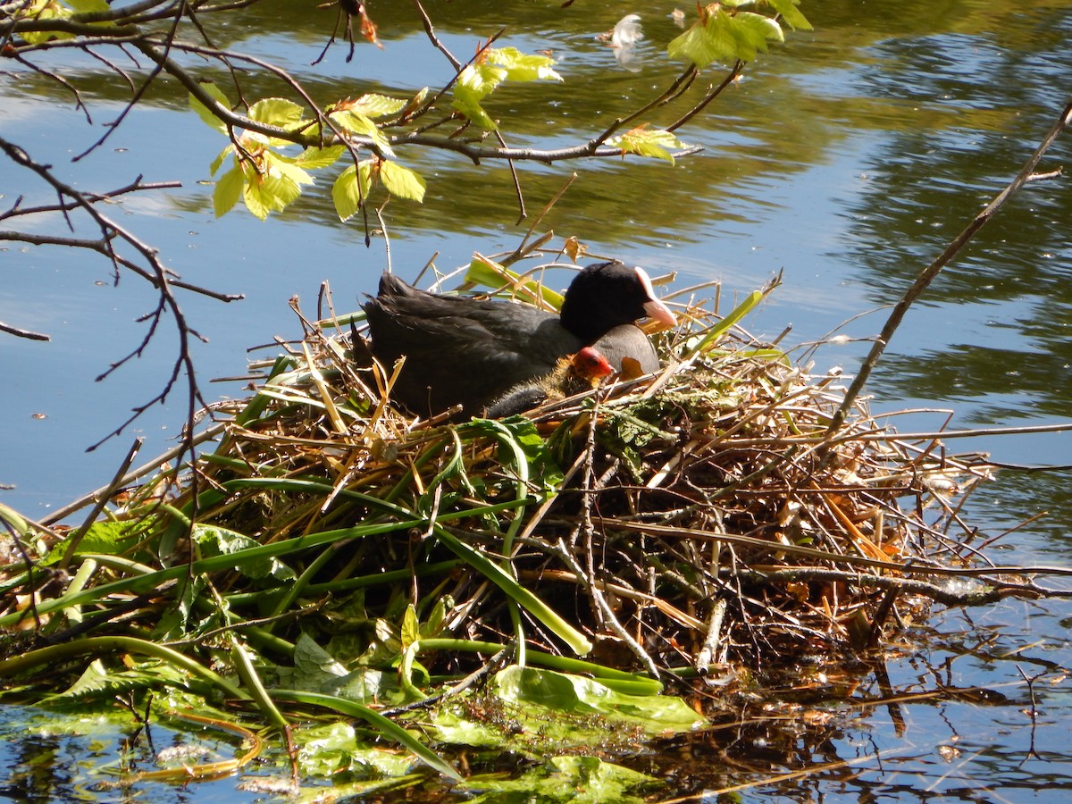 Eurasian Coot - ML634516409