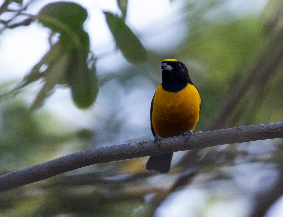 クロビタイスミレフウキンチョウ - ML634516411