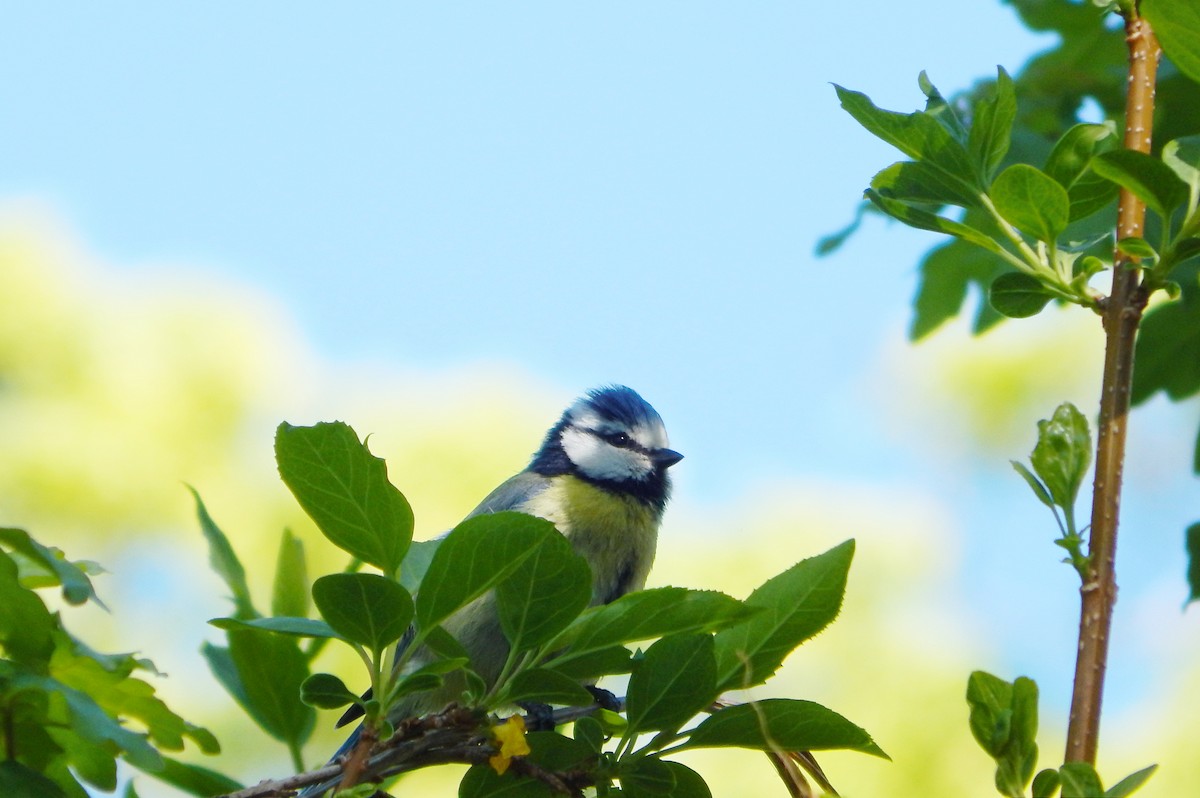 Eurasian Blue Tit - ML634516414