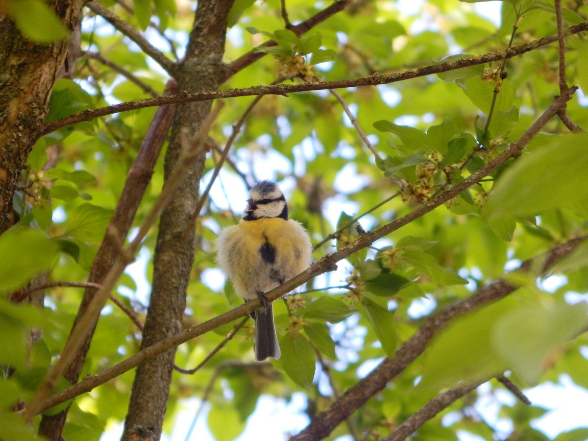 Eurasian Blue Tit - ML634516416