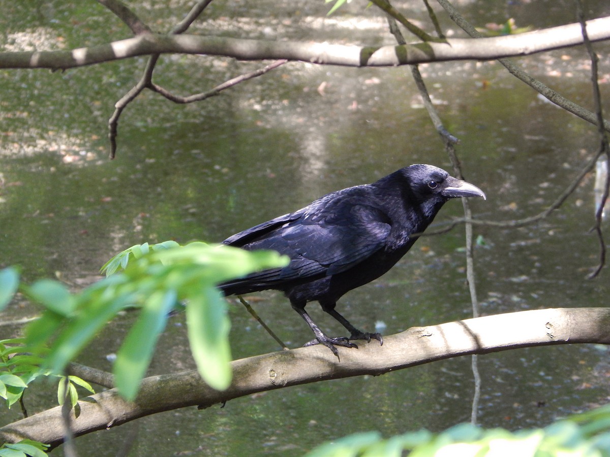 Carrion Crow - ML634516420
