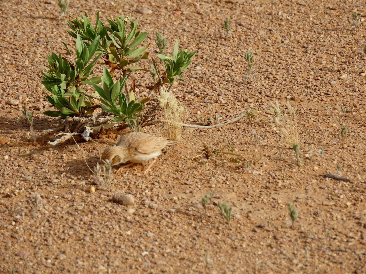 Arabian Lark - ML634516478