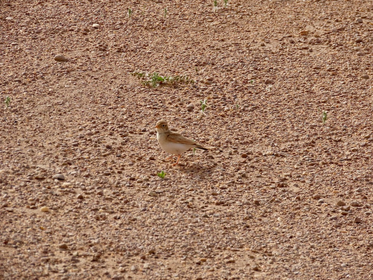 Arabian Lark - ML634516479