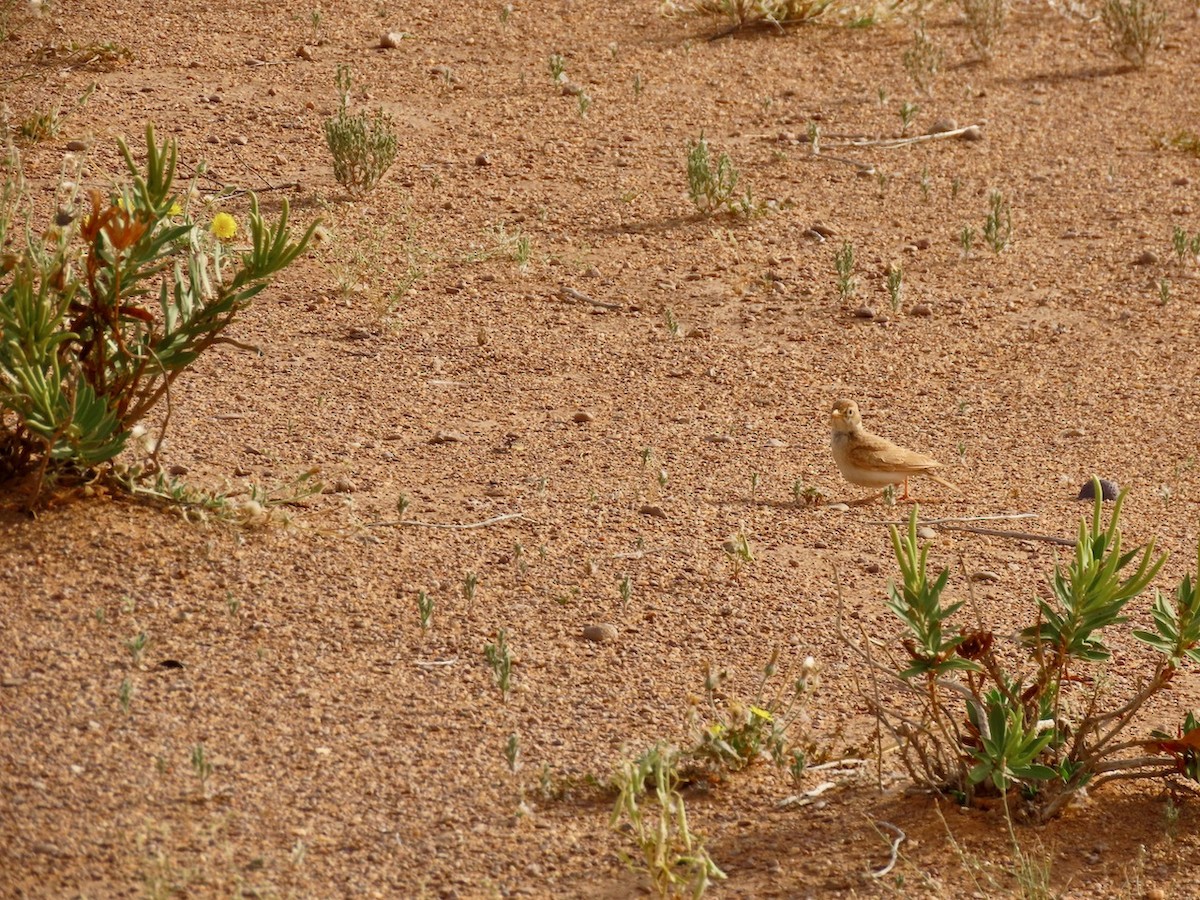 Arabian Lark - ML634516480
