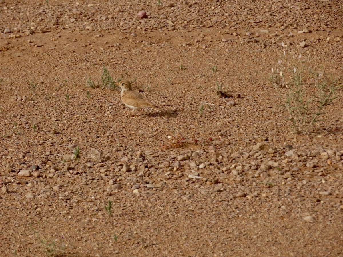 Arabian Lark - ML634516481