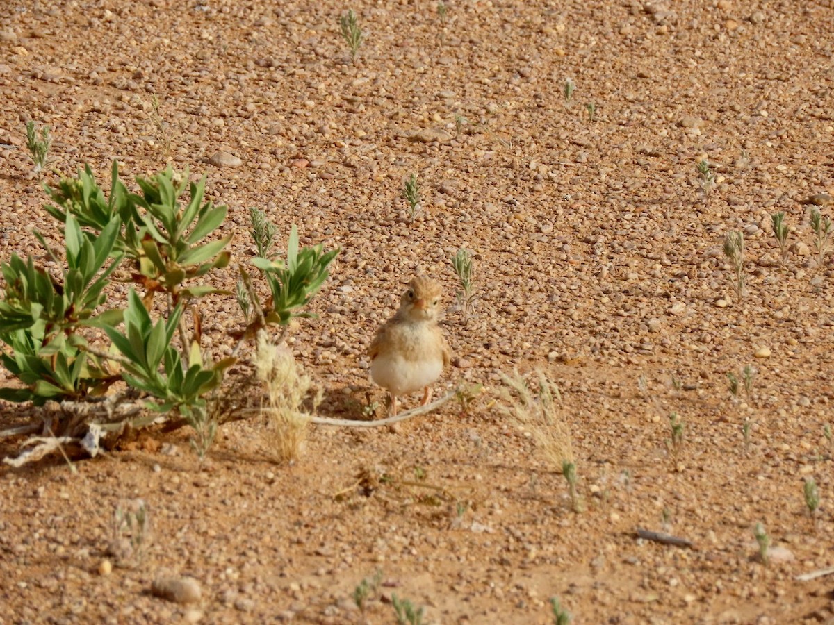 Arabian Lark - ML634516482