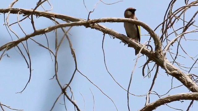 Arabian Grosbeak - ML634516527