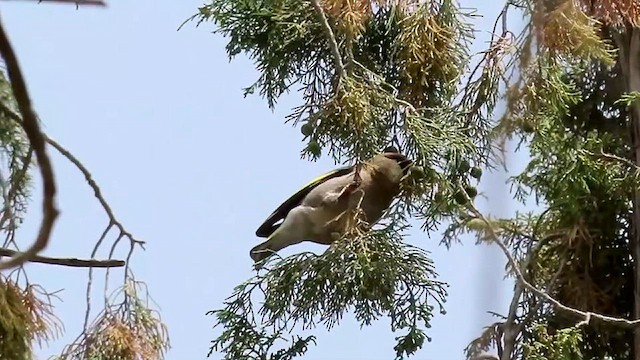 Arabian Grosbeak - ML634516529