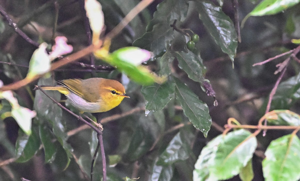 Yellow-throated Woodland-Warbler - ML634516537