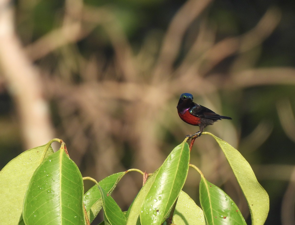 Van Hasselt's Sunbird - ML634516645