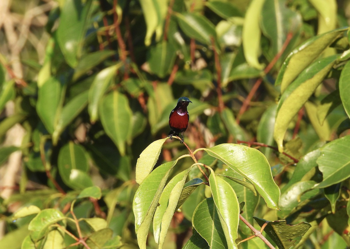 Van Hasselt's Sunbird - ML634516646