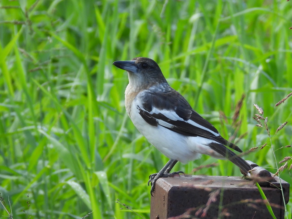 Pied Butcherbird - ML634516734