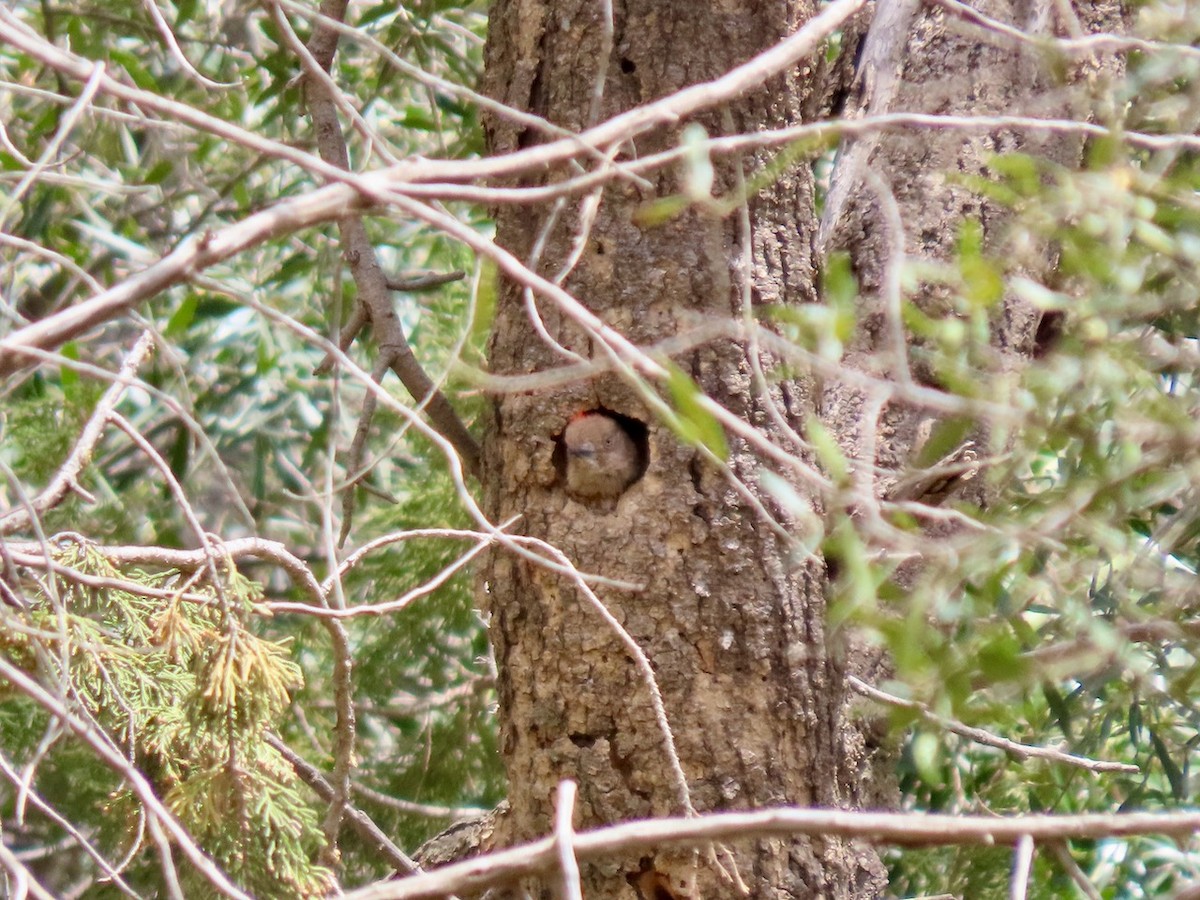 Arabian Woodpecker - ML634516737