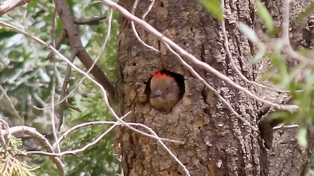 Arabian Woodpecker - ML634516738
