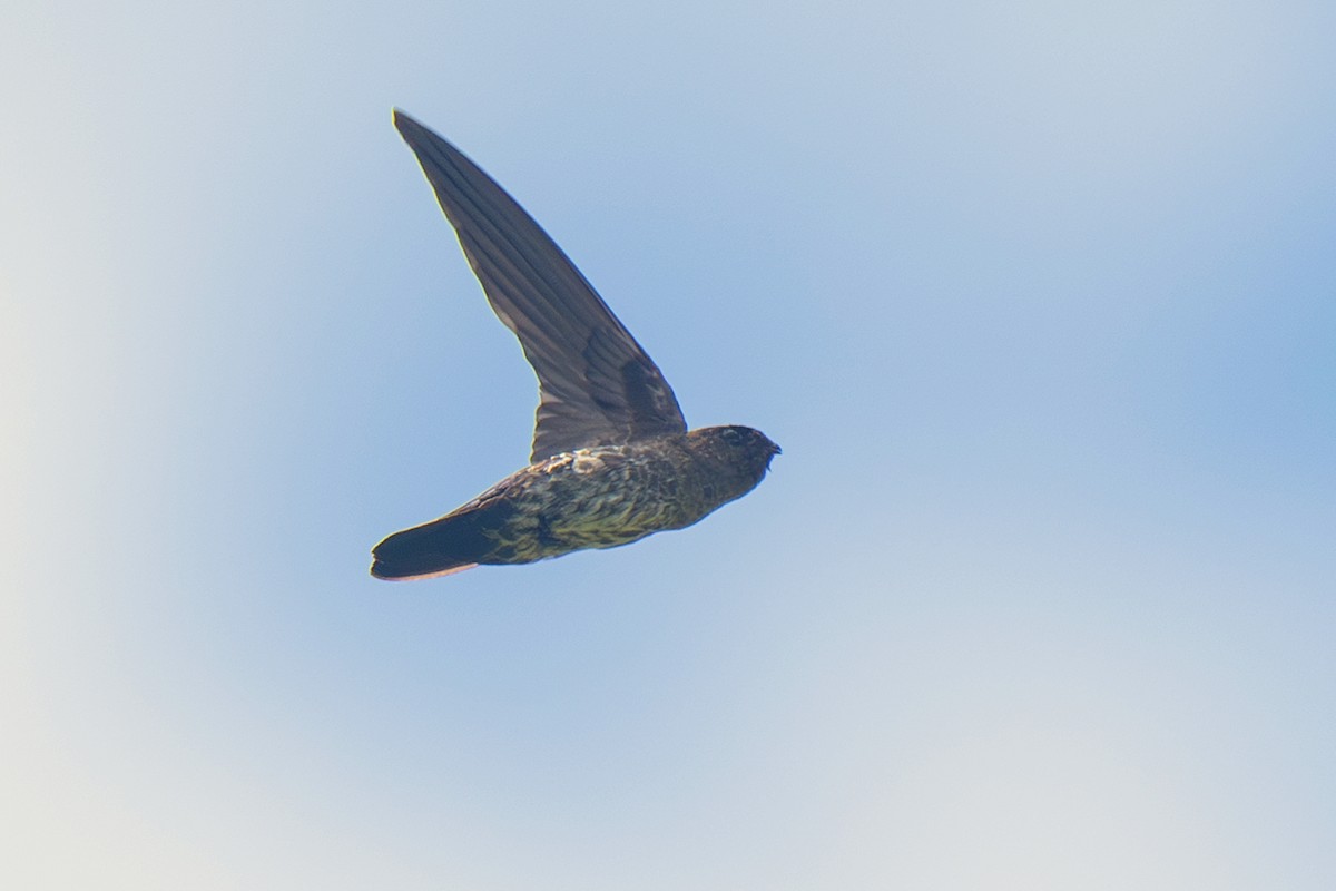 Plume-toed Swiftlet - ML634516842