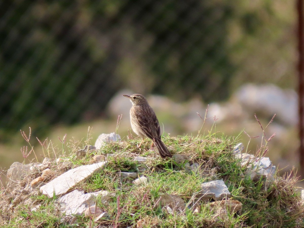 Pipit à long bec - ML634516852