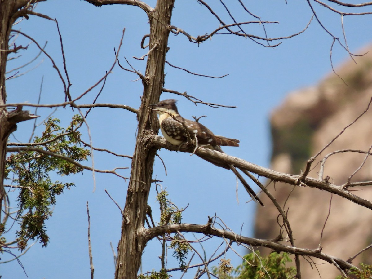 Great Spotted Cuckoo - ML634516896