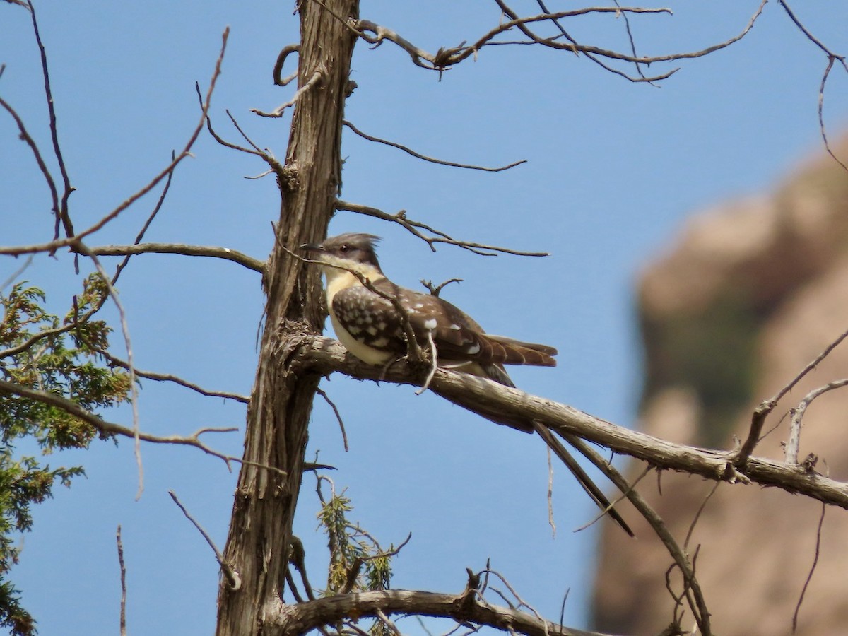 Great Spotted Cuckoo - ML634516897