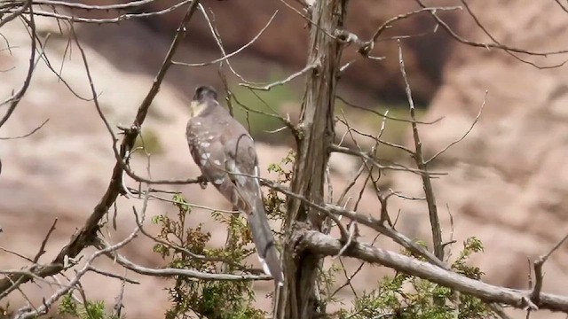 Great Spotted Cuckoo - ML634516898