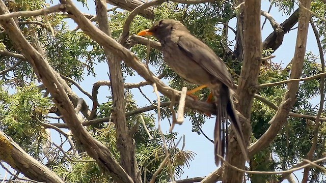 Yemen Thrush - ML634516912