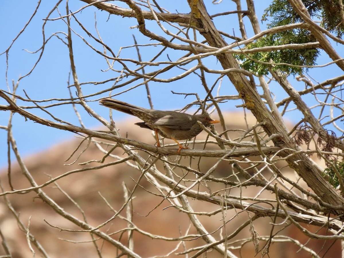 Yemen Thrush - ML634516913