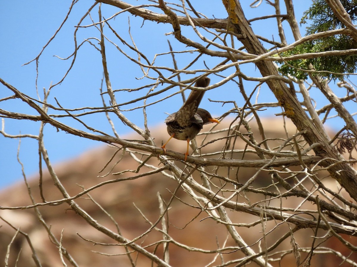 Yemen Thrush - ML634516914