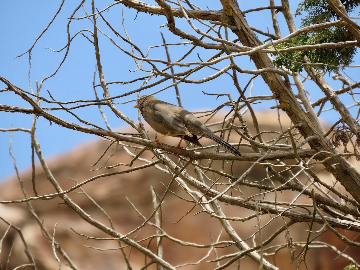 Yemen Thrush - ML634516915