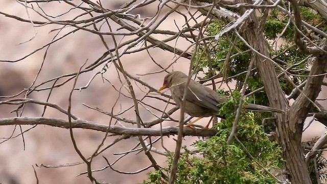 Yemen Thrush - ML634516916