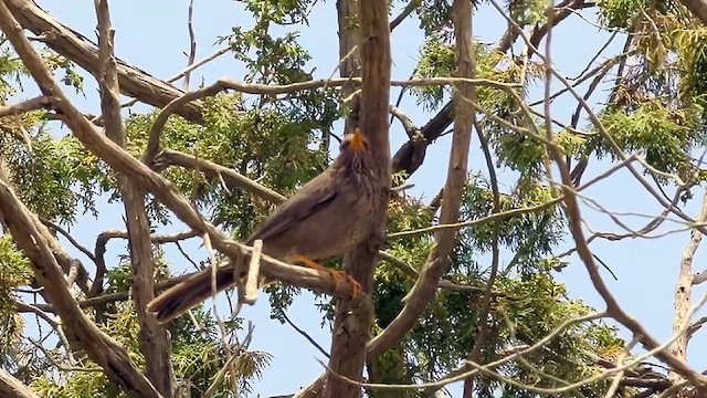 Yemen Thrush - ML634516918