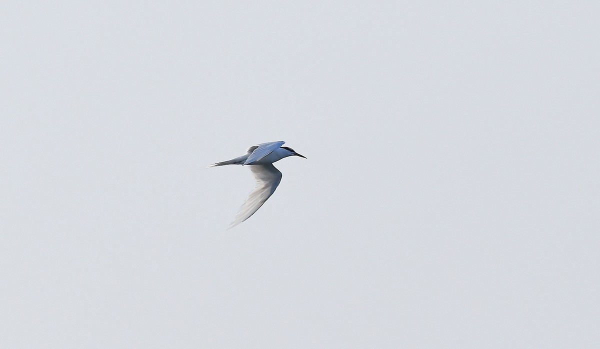 Black-naped Tern - ML634516925