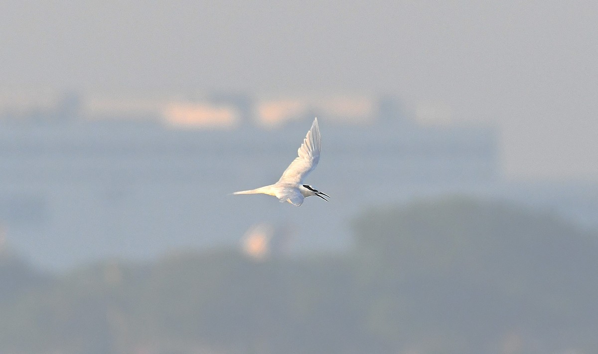 Black-naped Tern - ML634516926