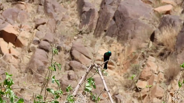 Arabian Sunbird - ML634516962