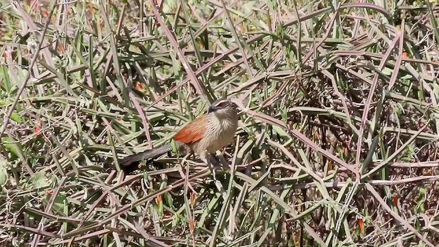 White-browed Coucal - ML634516997