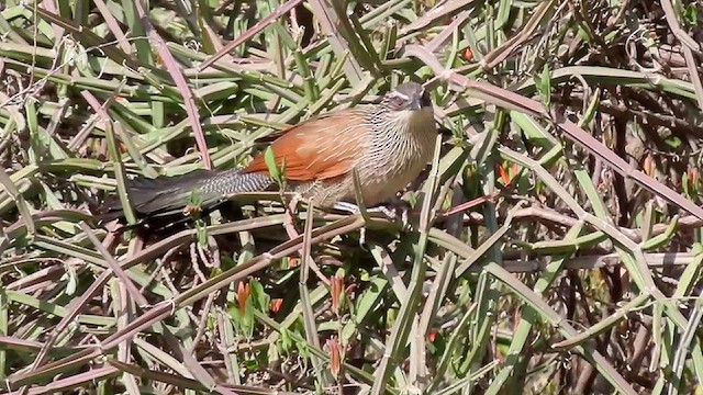 White-browed Coucal - ML634516998
