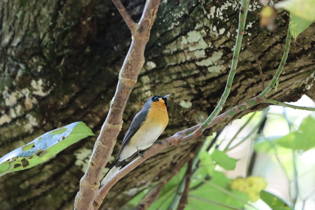 Australian Spectacled Monarch - ML634517018
