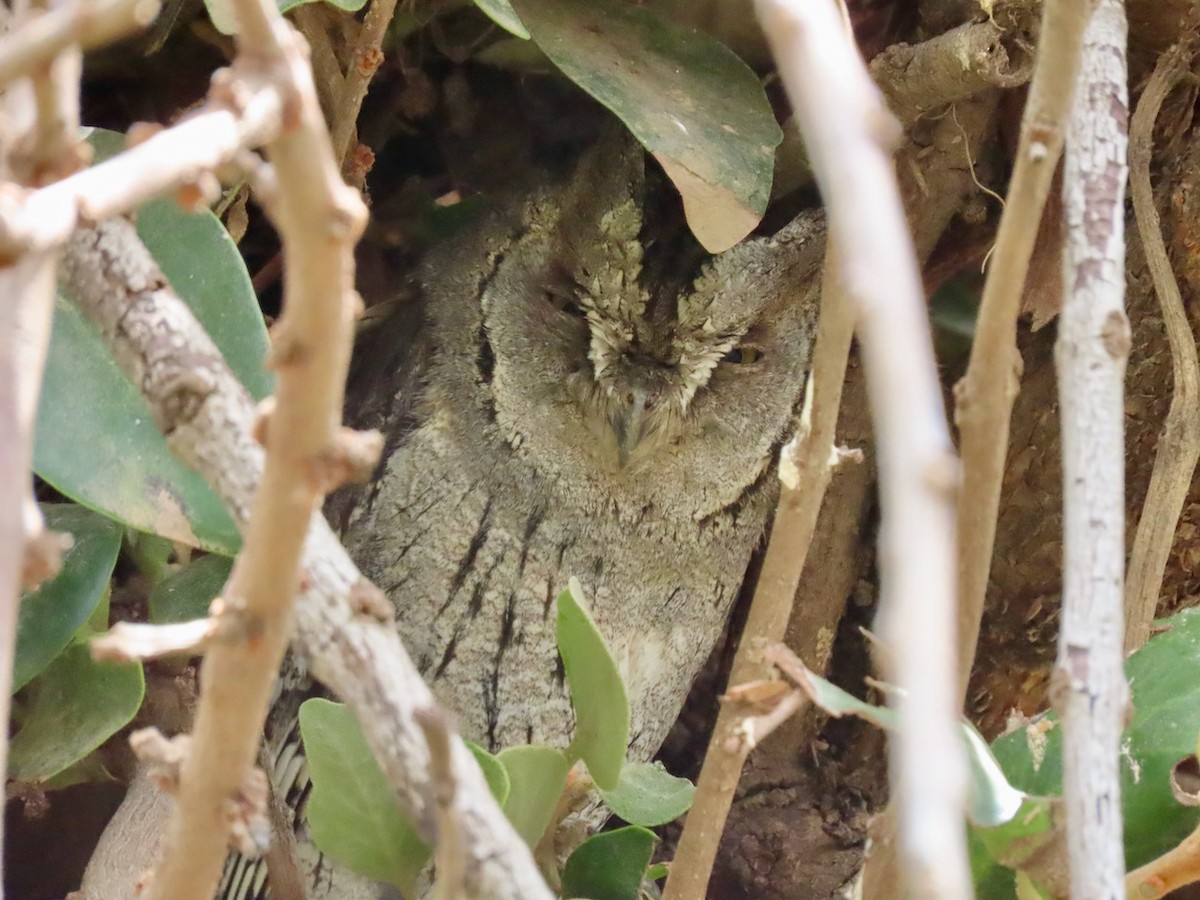 Arabian Scops-Owl - ML634517052