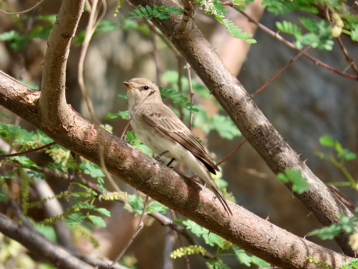 Gambaga Flycatcher - ML634517057