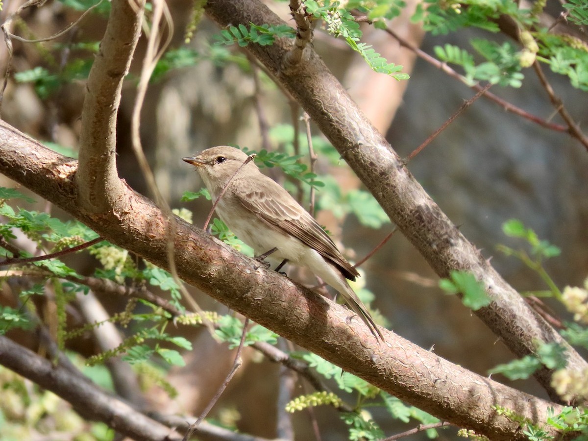 Gambaga Flycatcher - ML634517058