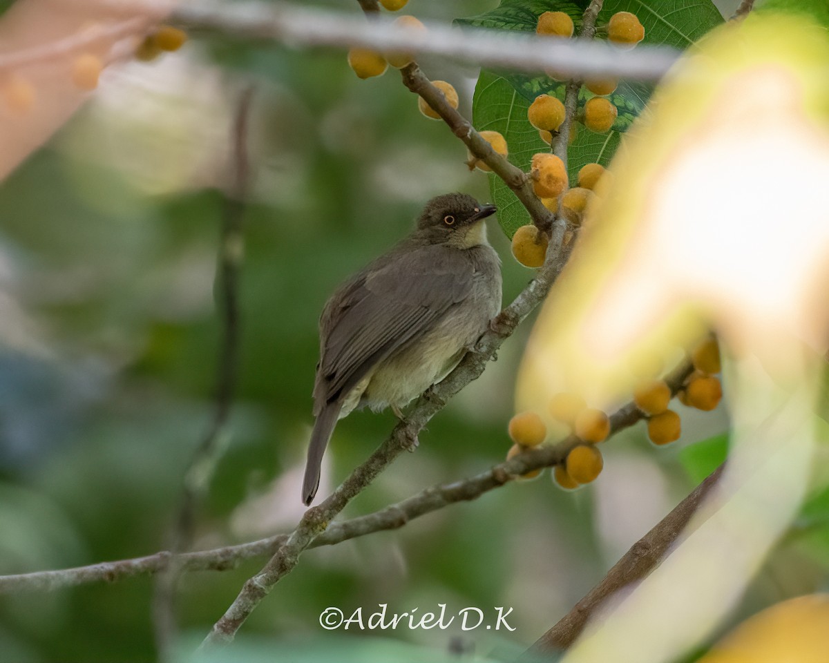 Cream-vented Bulbul - ML634517098