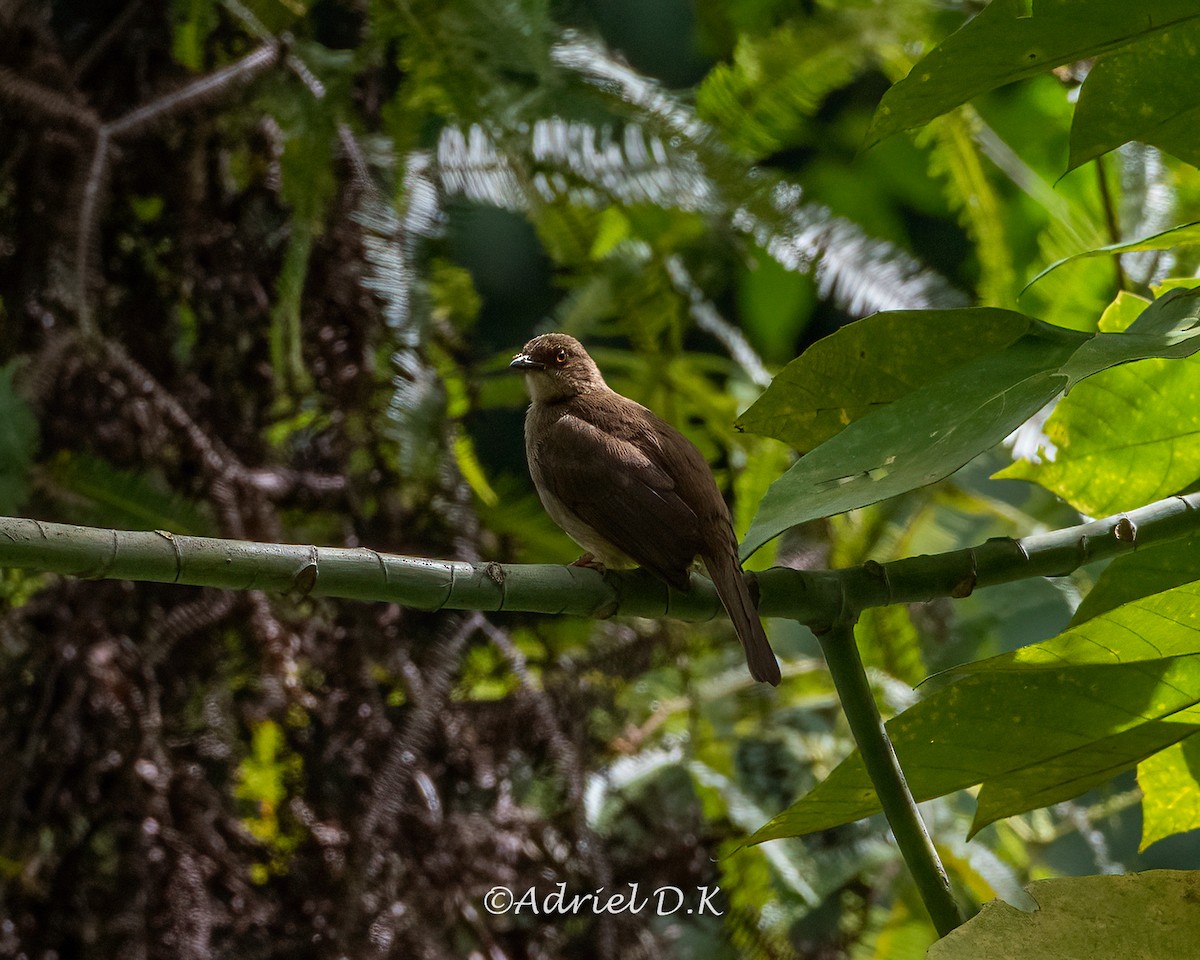 Olive-winged Bulbul - ML634517100