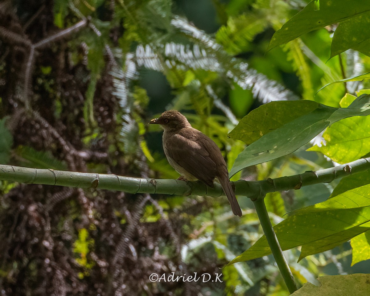 Olive-winged Bulbul - ML634517101