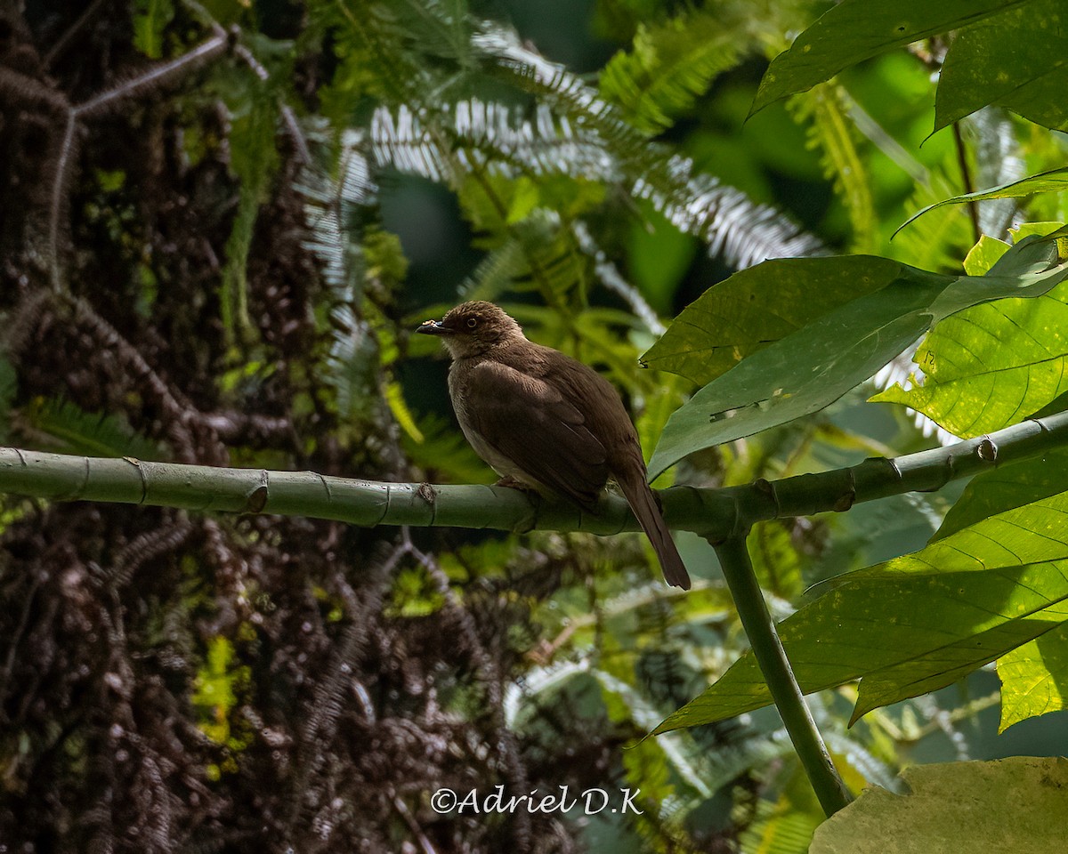 Olive-winged Bulbul - ML634517102
